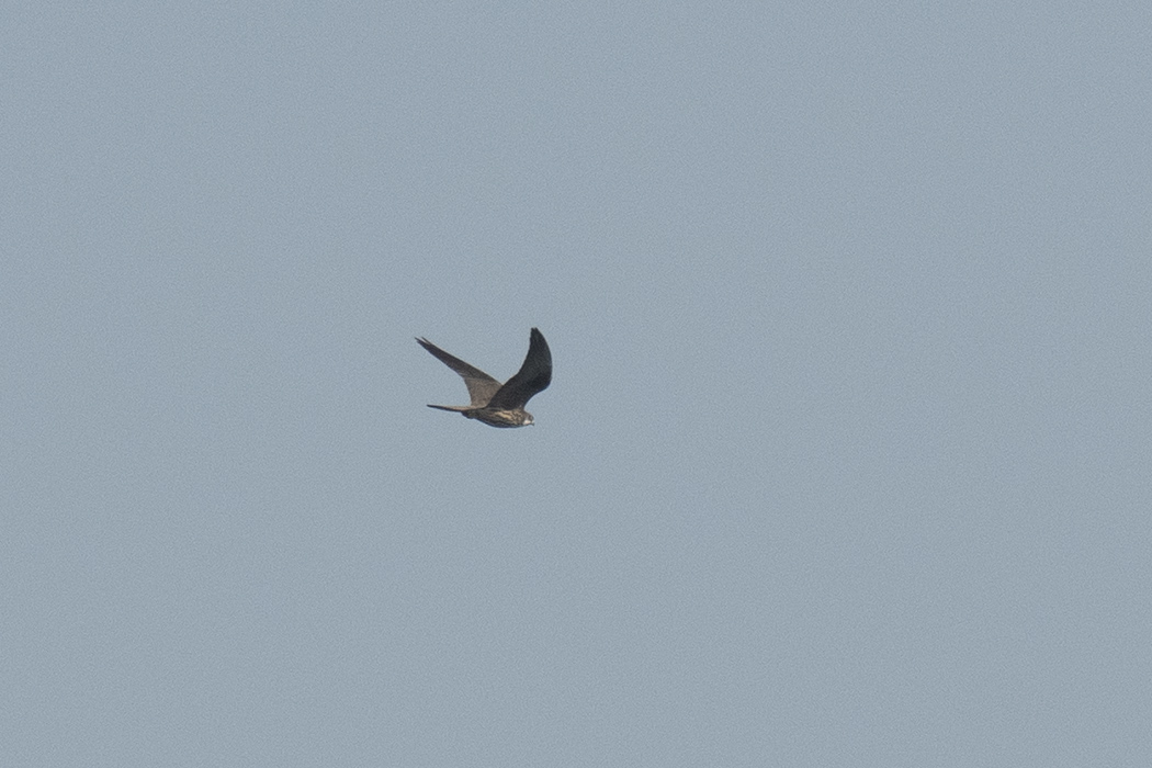 Eleonora's Falcon